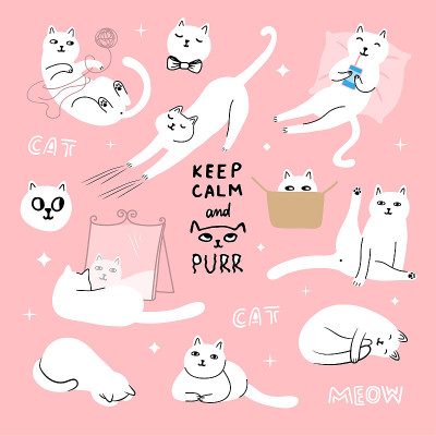 有趣的猫