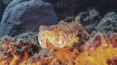 海景与Sanddiver，蜥蜴鱼在绿松石水的珊瑚礁在加勒比海周围的库拉索