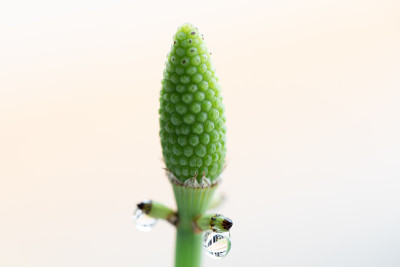 木贼草(木贼草，马尾草，蛇草)是木贼科唯一现存的用于实验室教学的属。