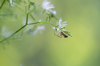 蜘蛛