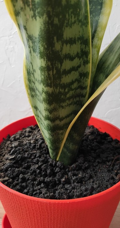 花盆里美丽的室内花