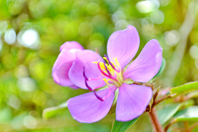 印度杜鹃花