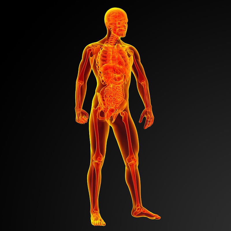 男性解剖的3d渲染图