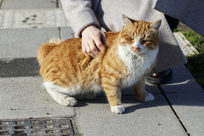 志愿者抚摸一只流浪猫。