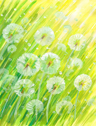 蒲公英
