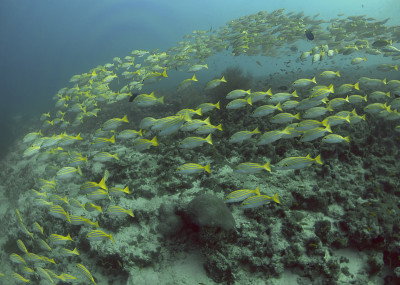 马尔代夫的一群蓝条纹鲷(Lutjanus kasmira)