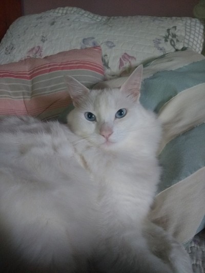土耳其安哥拉猫