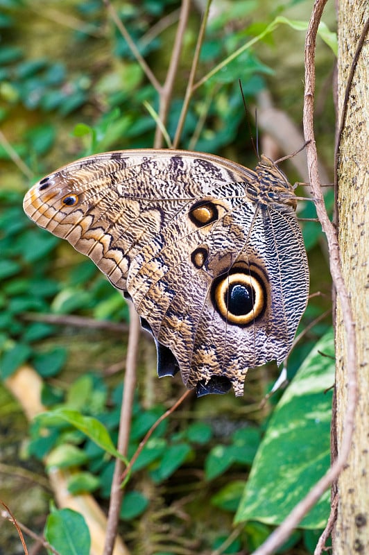 猫头鹰蝴蝶(Caligo Memnon)