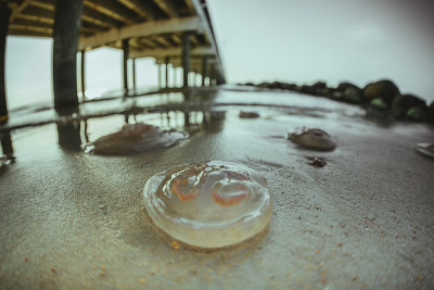 水母