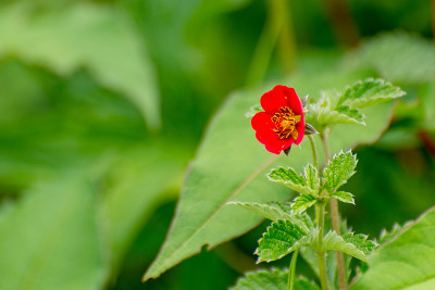 鲜红的花在野外