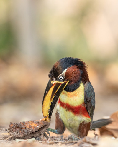 collared araccari