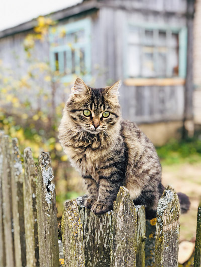 一只毛茸茸的虎斑猫坐在一个村庄的篱笆上。