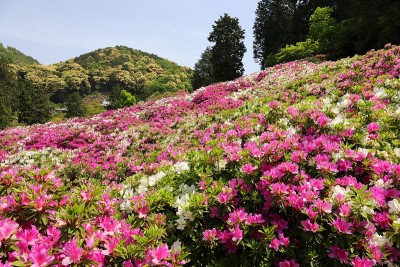 杜鹃花