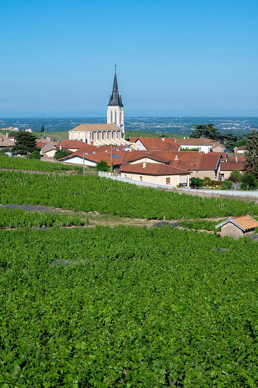 博若莱的葡萄园景观村周围的Fleurie Rhône部门