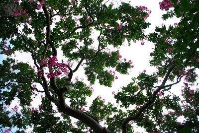 一个满是鲜花的森林公园