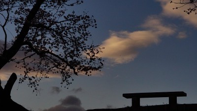 日本京都的长椅和樱花树