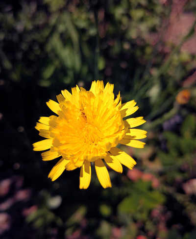 开窄叶山楂(Crepis tectorum)的亮黄色花，是一种高大的野生植物，花看起来像蒲公英