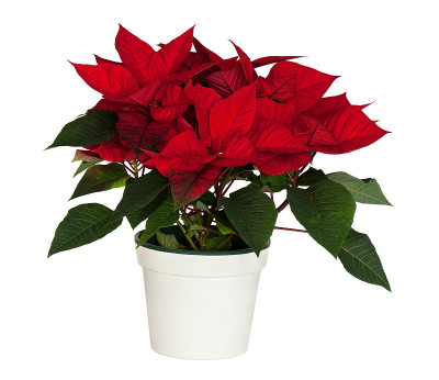 Poinsetta