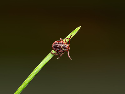 脑炎病毒或莱姆病，Borreliosis病或猴热，Infectious dermatentor Ti