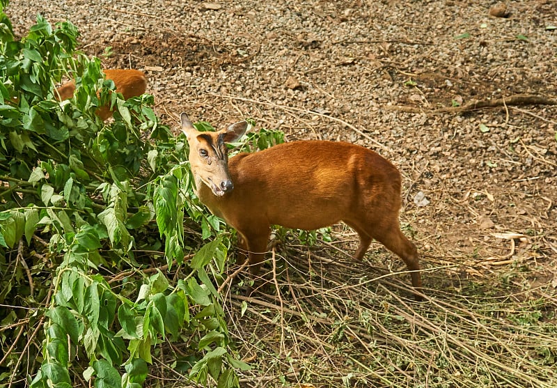 野生吠鹿或麂。