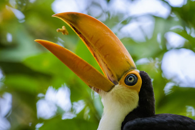 Toco Toucan