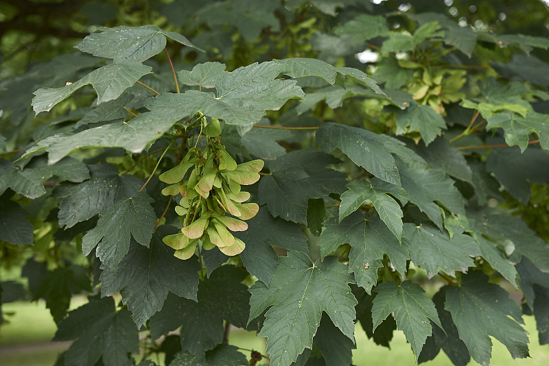 Acer platanoides