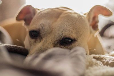 斗牛犬在冬天依偎在一起
