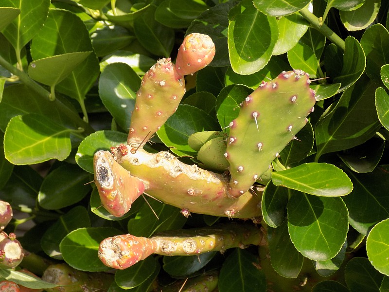 印度无花果潘蒂亚的阴影纺锤树刺猬