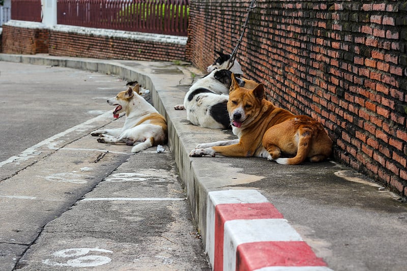 许多狗躺在路上的人行道上。