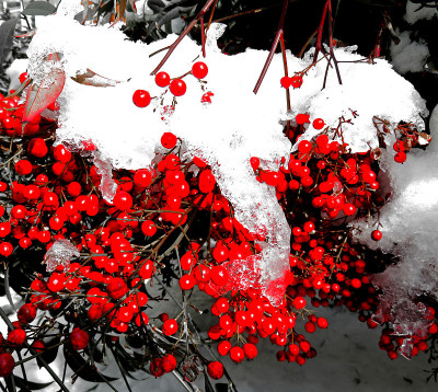 红莓和冬天的冰雪