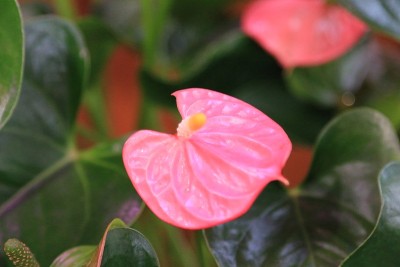 花烛属植物