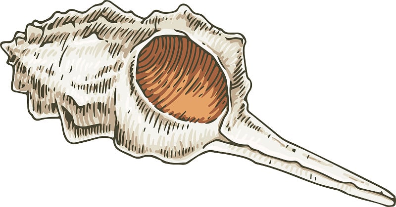 骨螺贝壳
