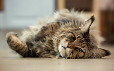 缅因猫的肖像