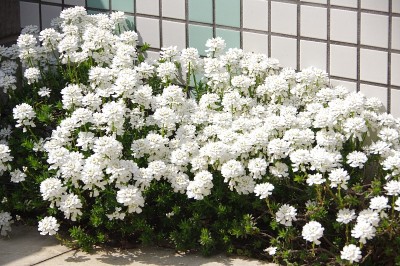 花园里的糖丛花(伊比利亚花)