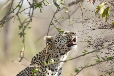 Lopard, Idube Game Lodge，南非