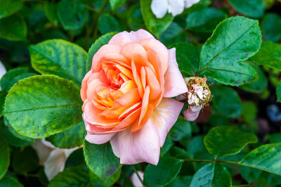 Sängerhäuser Jubiläumsrose，芬兰坦佩雷植物园