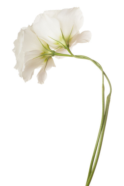 eustoma