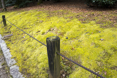 秋天公园里绿油油的草坪和落叶