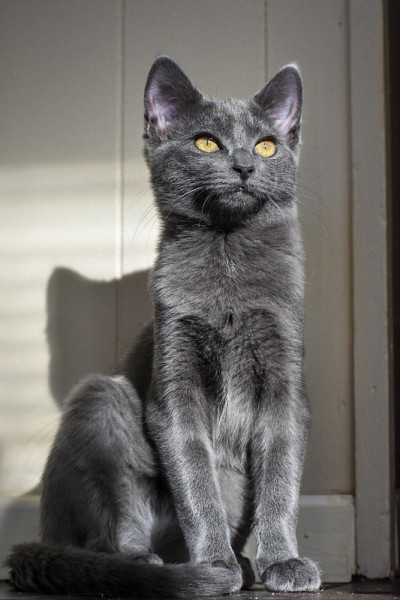 灰猫肖像