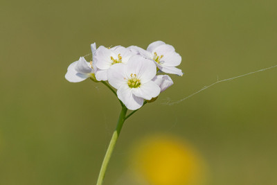 白花酢浆草(cardamine pratensis)