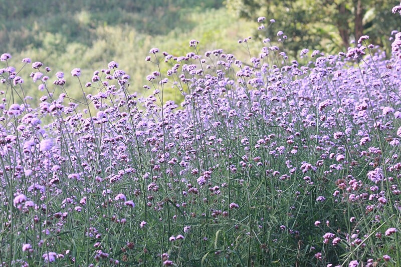 马鞭草的原野