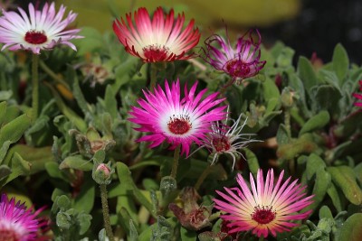 桃乐花-生活石雏菊，花园中五颜六色的花