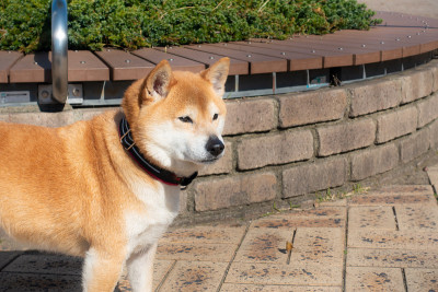 一只可爱的狗在日语中叫柴犬