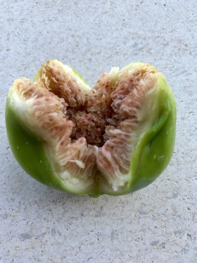 无花果