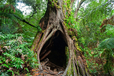 Maits Rest Rainforest Walk，阿波罗湾，澳大利亚