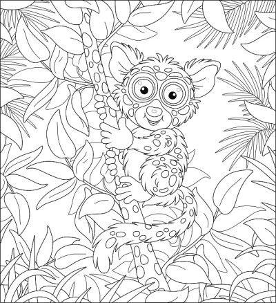 热带树上的菲律宾眼镜猴