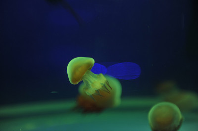 水母