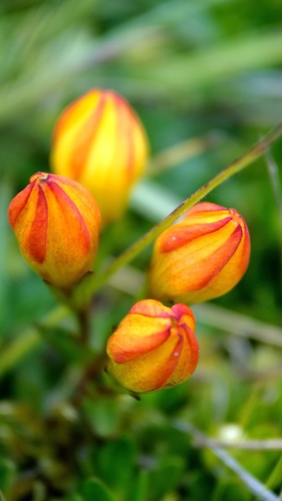 Gentianella hirculus花