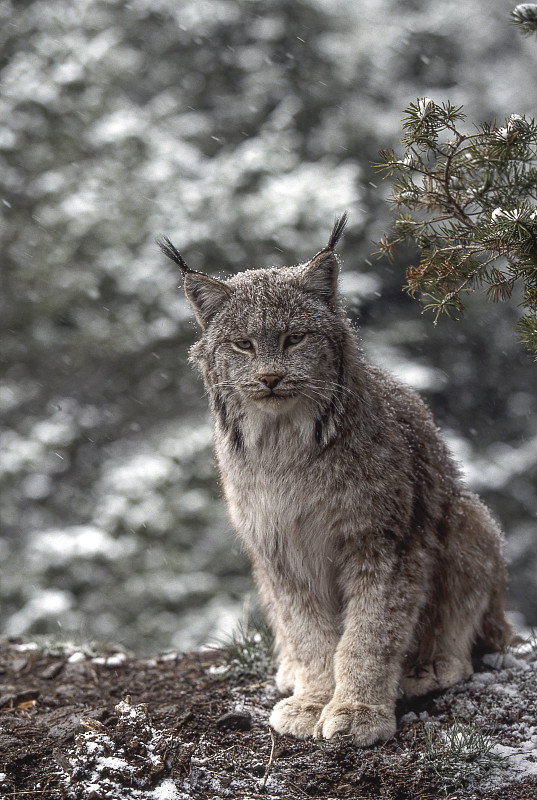 加拿大山猫