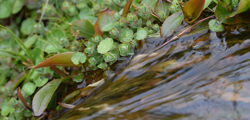 沼泽植物 Bodmin Moor